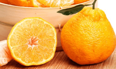 丑橘代表图片