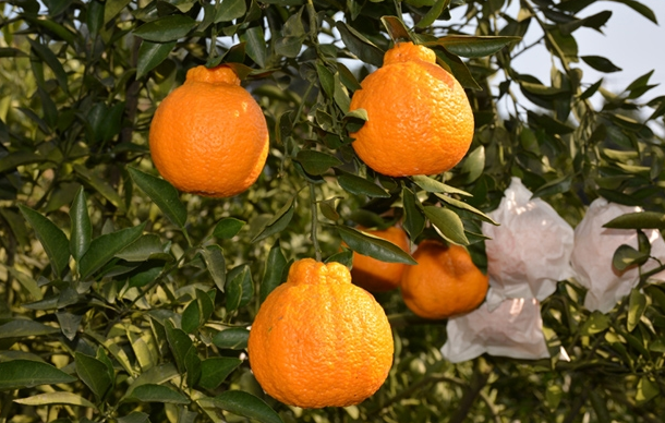 树上的丑橘