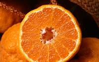 丑橘为什么叫丑柑？不知火？